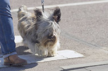 Köpek yolun karşısında bir yaya geçidi aktarılır 