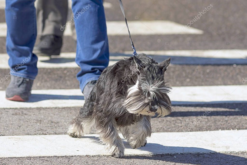 The dog is transferred across the road on a pedestrian crossing 