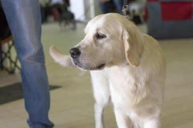 Labrador retriever yakın çekim