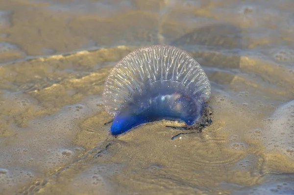 海岸に海クラ ゲ — ストック写真