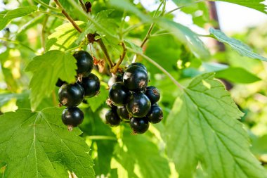 Bunches of blackcurrant berries on a bush, closeup