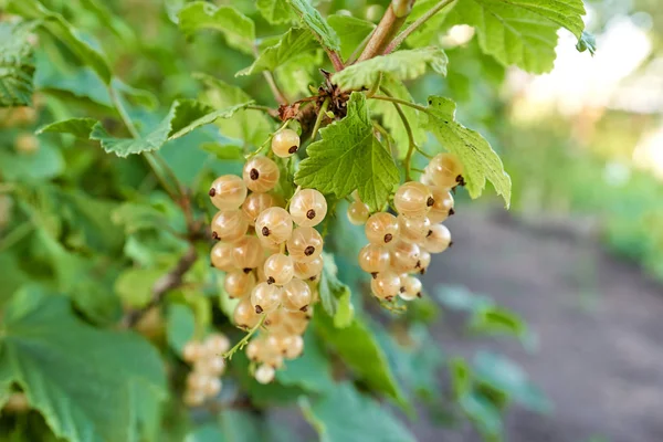 Bunches of berries White currant on a bush. Organic and natural — Zdjęcie stockowe