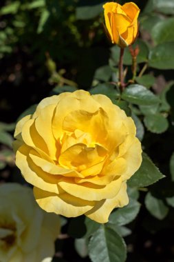 Sarı gül çiçeği, güneşten gelen ışık, yakın plan.