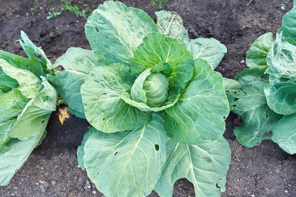 Opened head of cabbage grows on a bed, top view