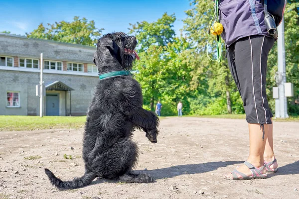 Duży czarny pies siedzi na tylnych nogach przed właścicielem — Zdjęcie stockowe