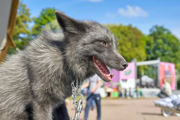 Portrait of a silver fox on an iron leash. Fox predatory shows sharp teeth