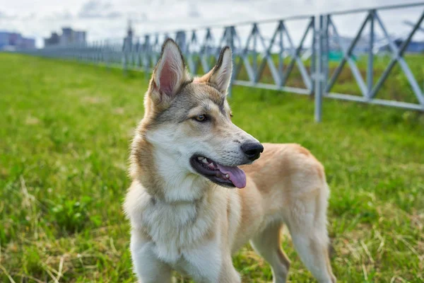 Primer plano Perro le gusta mirar a la cámara, primer plano — Foto de Stock