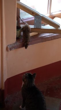 Pencere pervazında oturan koca bir fare. Dikey çerçeve, yavaş çekim