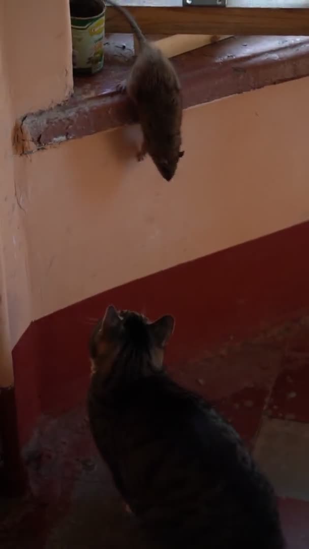 Большая крыса спрыгивает с подоконника и нападает на кота. Вертикальная рамка, легкое размытие — стоковое видео