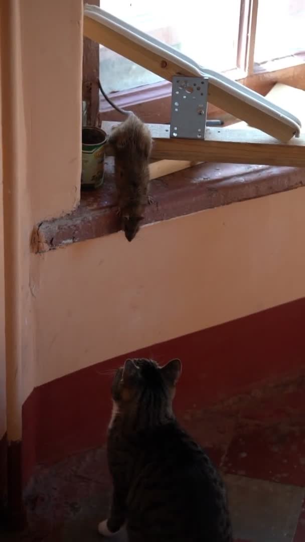 Grote rat sodit op vensterbank, bodem van kat zitten. Verticaal frame, slow motion — Stockvideo