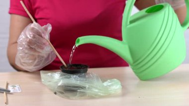Plastik bir kaba bitki tohumu ekiyorum. Toprakla ve sulama kabıyla.