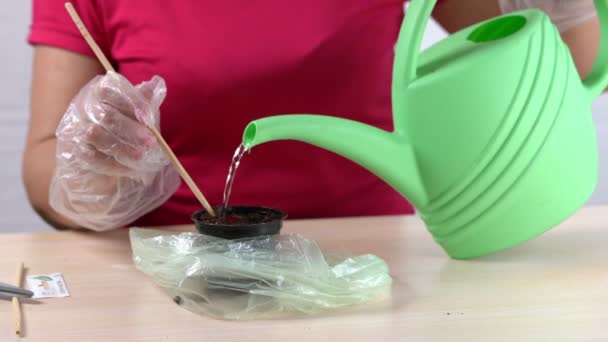 Piantare semi di piante in una tazza di plastica con terreno e irrigazione da un annaffiatoio — Video Stock