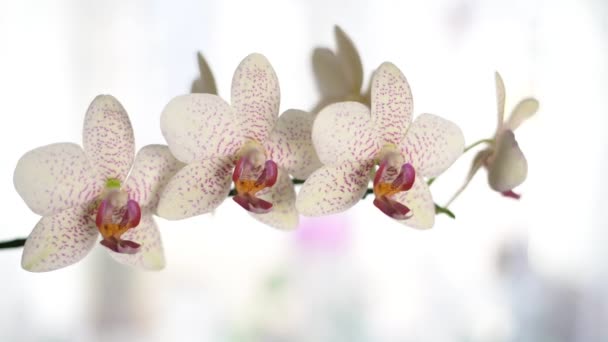 Branch of white Orchid flowers with red speckles. Horizontal slow motion camera