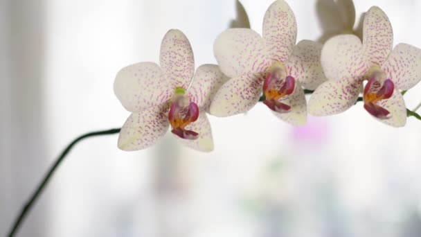 Ramo de flores brancas da orquídea com manchas vermelhas. Flor lenta balançando — Vídeo de Stock