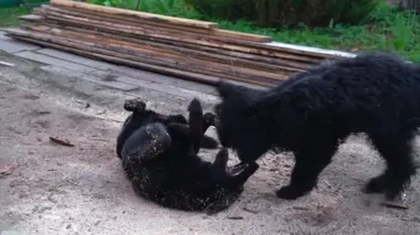Temiz havada oynayan iki büyük siyah köpek, talaşın içinde zıpla ve yuvarlan