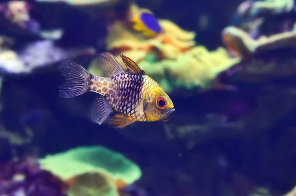 Beau poisson d'aquarium lumineux . — Photo