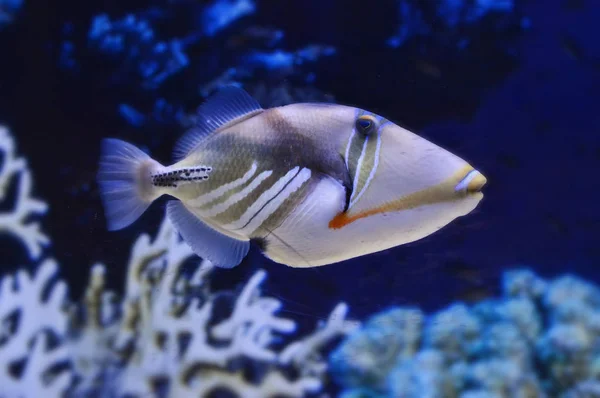 Aquarium vis in het water. — Stockfoto