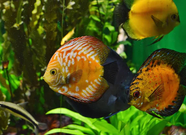 Mooie Discus vissen in het aquarium. Stockfoto