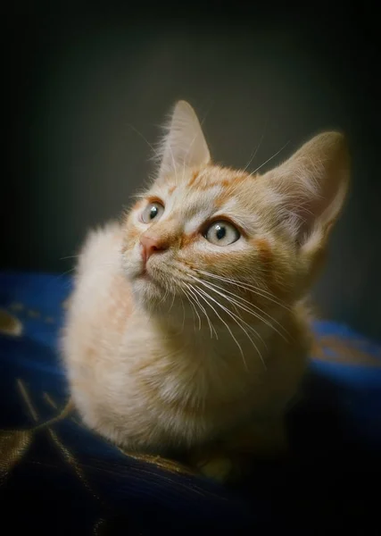 Gatito rojo mirando hacia arriba . — Foto de Stock