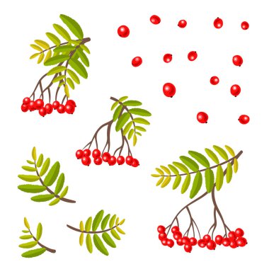 Rowan-çilek ve yapraklar - sonbahar izole koleksiyonu.