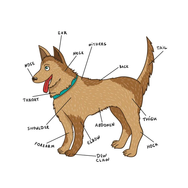 Собака зовнішні анатомії. Щеня частин на англійську — стоковий вектор