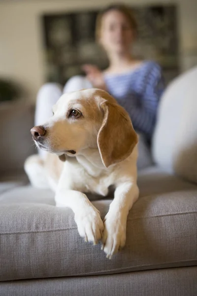 Frau, die auf der Couch sitzt, nimmt sich Zeit mit ihrem Hund — Stockfoto