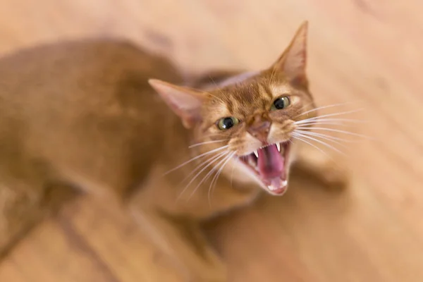 Злой жёлтый кот — стоковое фото