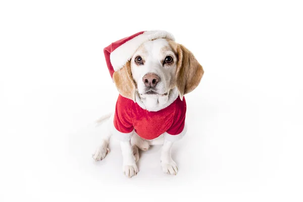 Puppy christmas Beagle on white background — Stock Photo, Image