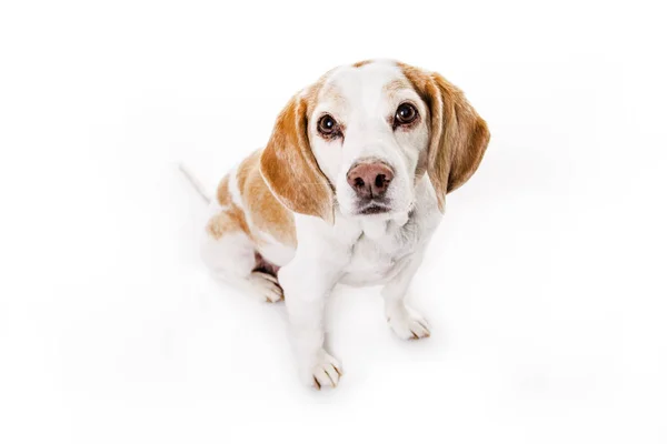 Puppy Beagle on white background — Stock Photo, Image