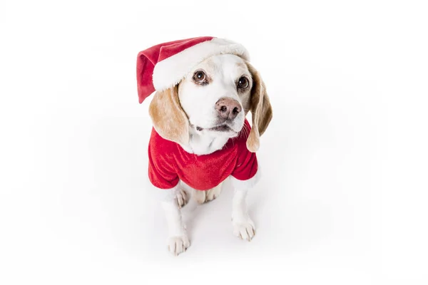 Puppy christmas Beagle on white background — Stock Photo, Image