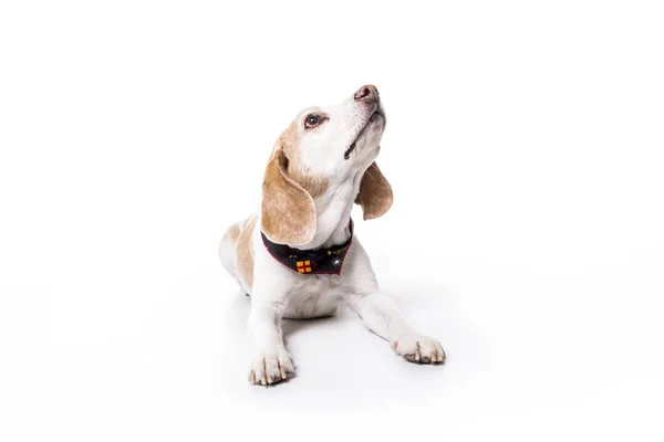 Puppy Beagle on white background — Stock Photo, Image