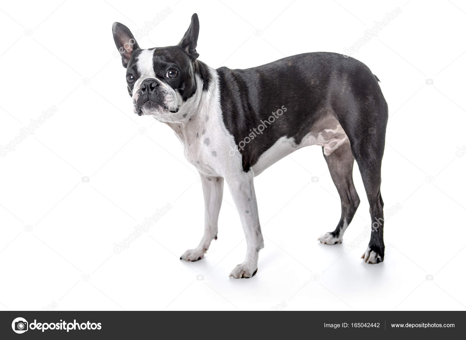 Boston terrier, beyaz arka plan duran Stok fotoğrafçılık