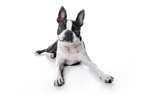 Boston Terrier, standing in front of white background — Stock Photo, Image