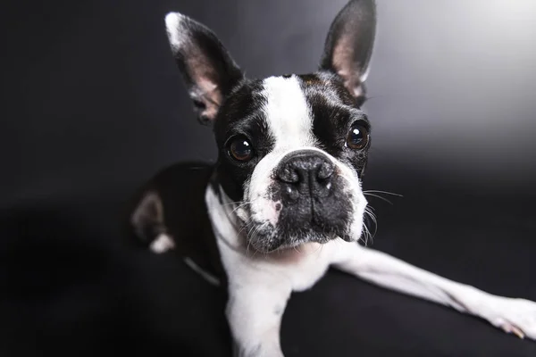 Boston Terrier, standing in front of gray background — Stock Photo, Image