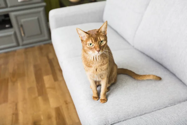 Katze im Wohnzimmer auf der Couch — Stockfoto