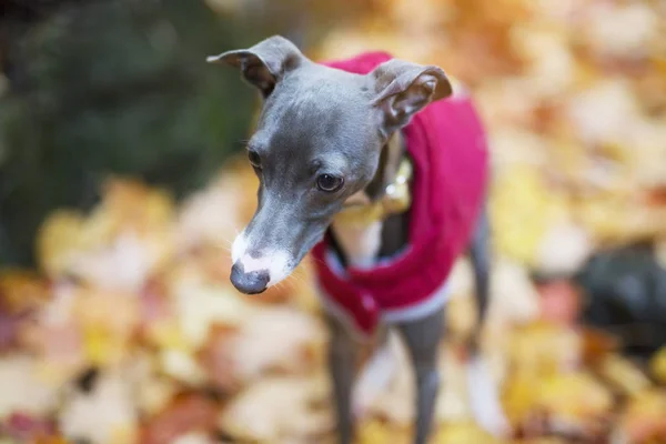 Portrait de beau lévrier italien en automne — Photo