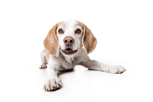 Puppy Beagle on white background — Stock Photo, Image