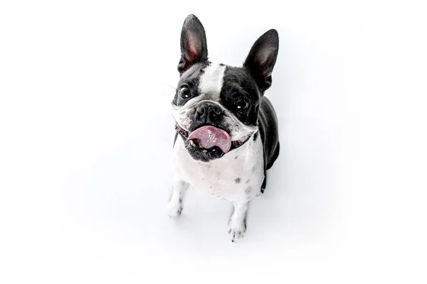 Boston Terrier, standing in front of white background — Stock Photo, Image