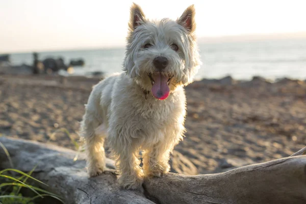 West highland white terrier a very good looking dog — стоковое фото