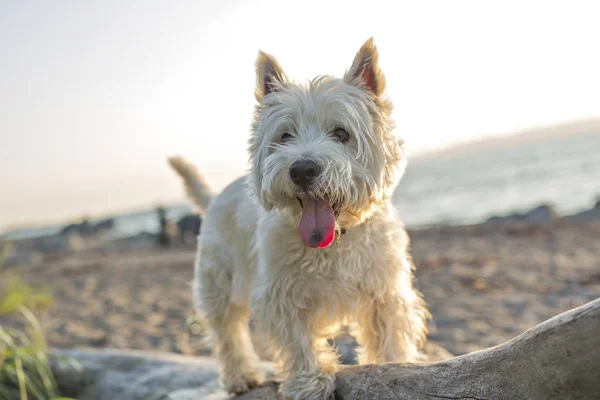 West highland white terrier egy nagyon jó látszó kutya — Stock Fotó