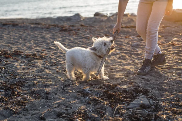 Retrato de hermosa chica bastante blanco West Highland perro —  Fotos de Stock