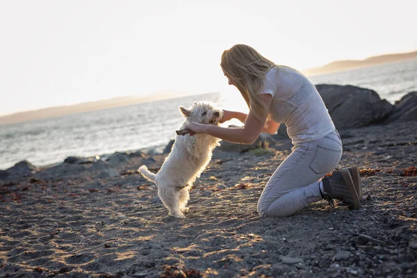 Retrato de hermosa chica bastante blanco West Highland perro —  Fotos de Stock