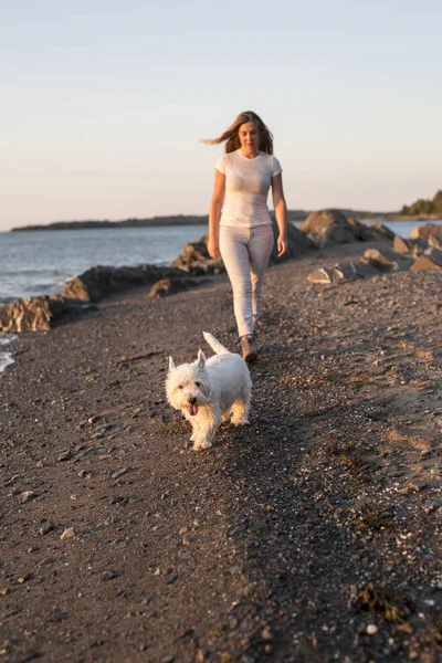 Retrato de hermosa chica bastante blanco West Highland perro —  Fotos de Stock