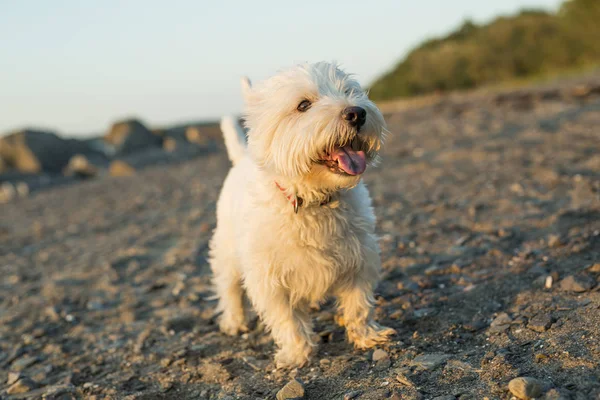 West highland white terrier a very good looking dog — стоковое фото