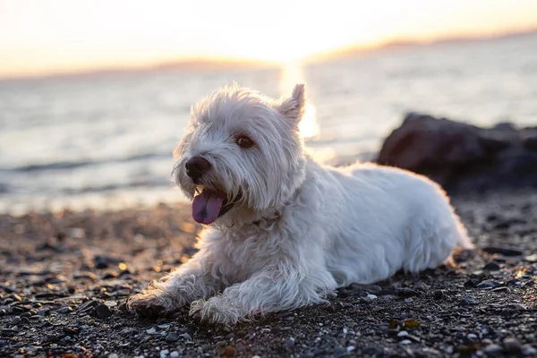 Δυτικά highland λευκού σκύλου ένα πολύ καλό αναζητούν σκυλί — Φωτογραφία Αρχείου
