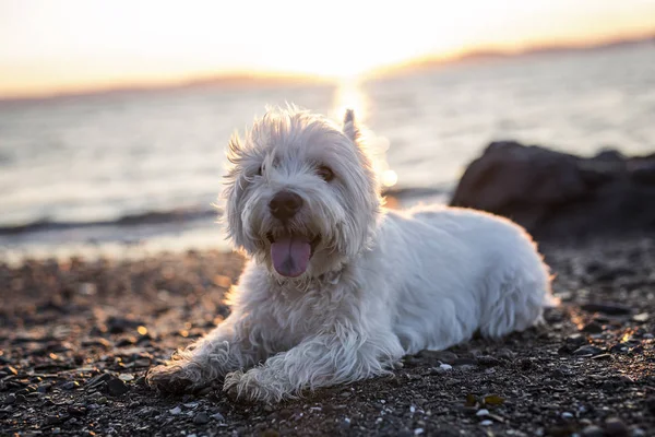 Oeste highland terrier branco um cão muito bonito — Fotografia de Stock