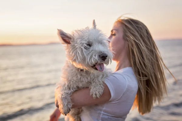 Retrato de hermosa chica bastante blanco West Highland perro —  Fotos de Stock