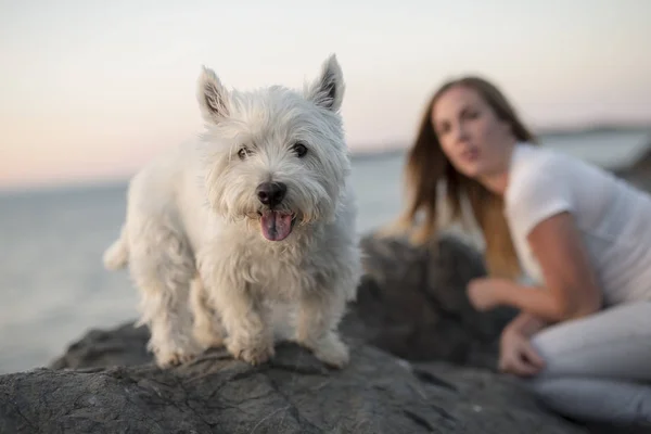 Portrett av en vakker, hvit, vestlig Highland-hund – stockfoto