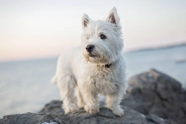 West highland white terrier bardzo dobry Szukam psa — Zdjęcie stockowe
