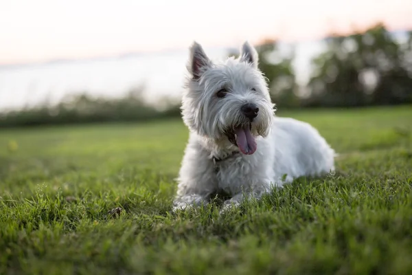 West Highland White Terrier un chien très beau — Photo